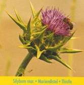 Milk Thistle