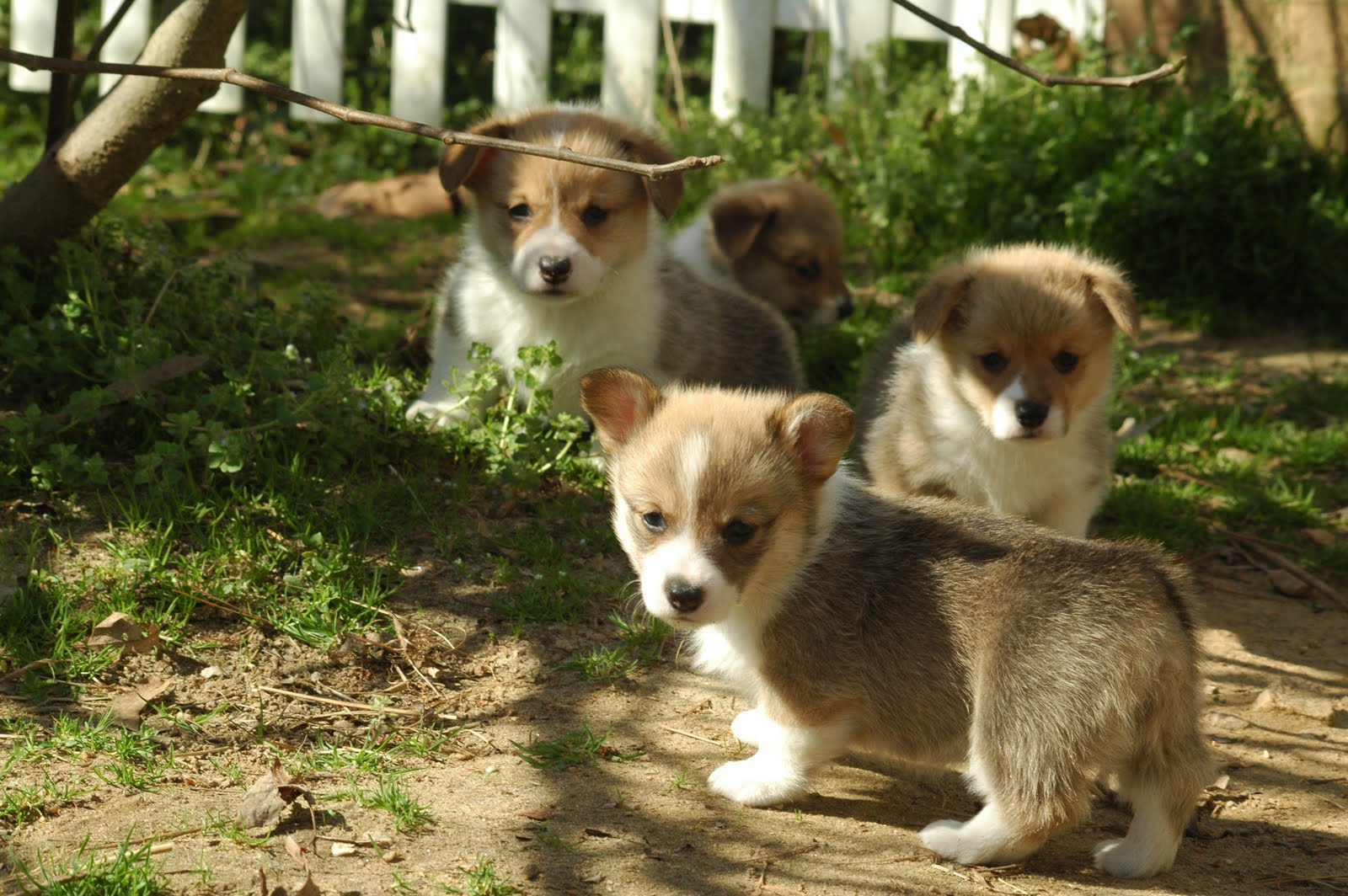 PZ C: corgi puppies