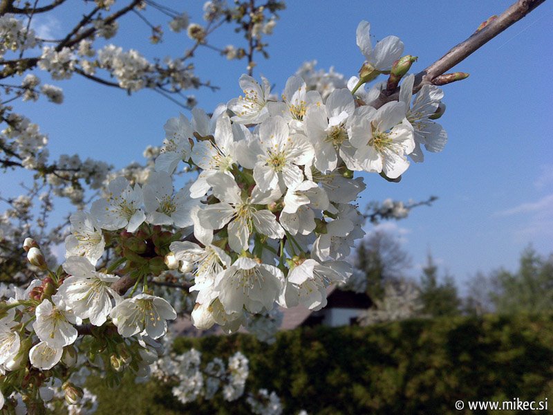 [pomlad-cvet-cesnja-3.jpg]