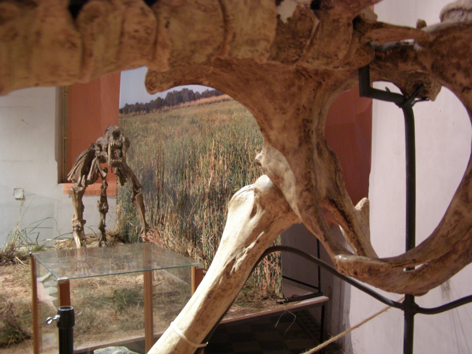 http://1.bp.blogspot.com/_3EtAR5xjcZo/STfkuJ8jUcI/AAAAAAAAAGM/ihmH2URxVl8/s1600/Pres%2BSmilodon%2B063.jpg