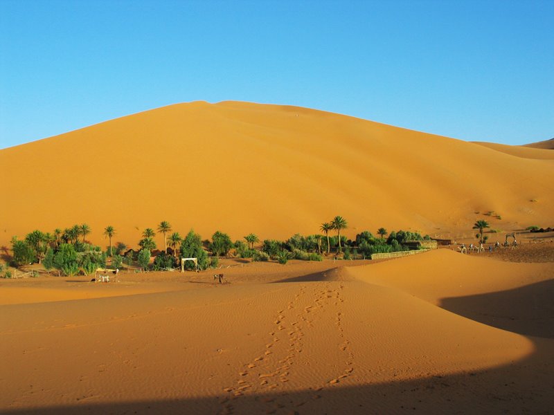 [oasis.JPG]