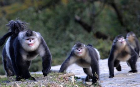 black snub nosed monkey black snub nosed monkey