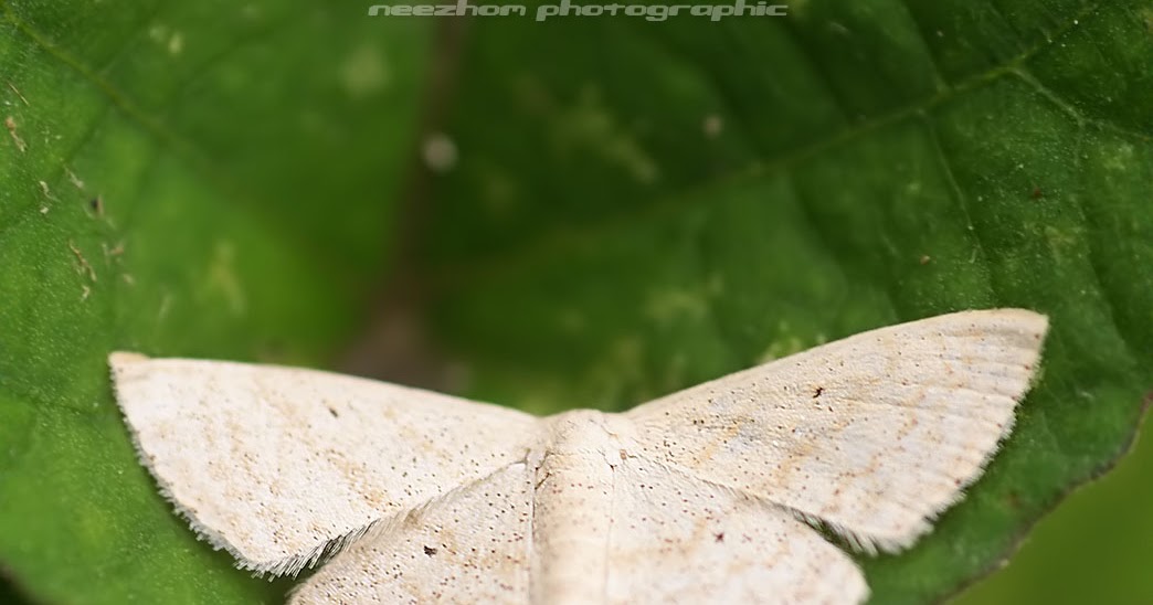 White Moth with small black dots Weird and wonderful news library