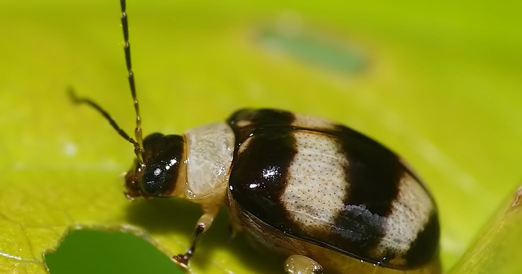 Black white stripes Beetle Weird and wonderful news library