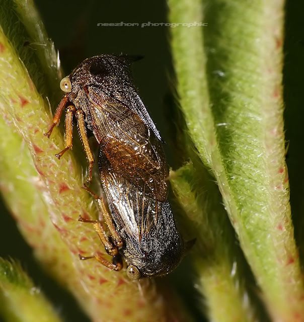 treehopper mating