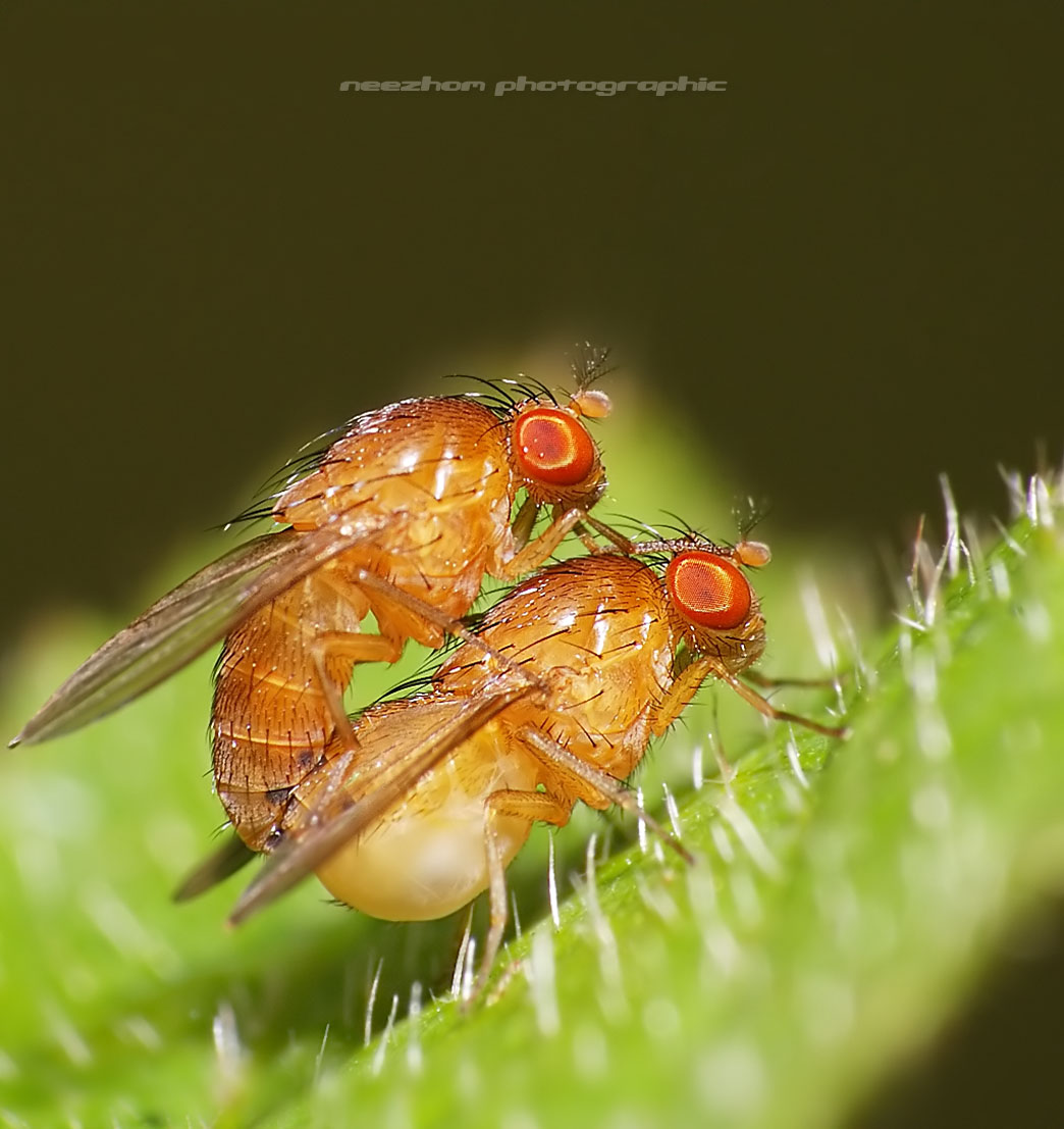 Orange fruit Flies make love Weird and wonderful news library