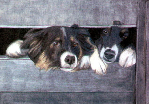[Border_collies.jpg]
