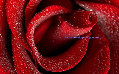 red rose
