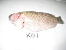 KOI