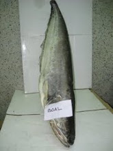 Wallago Attu (BOAL)