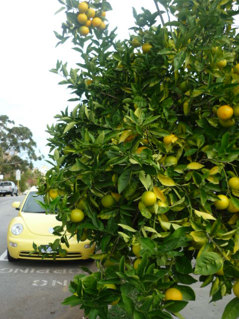 [orange+tree+and+car.JPG]