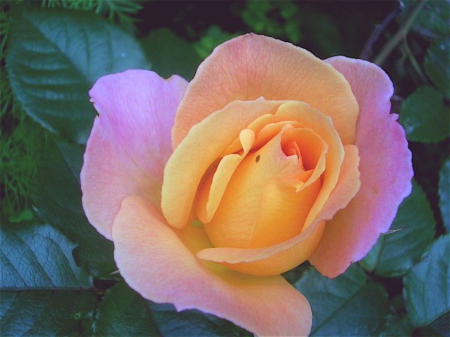 [rose.jpg]