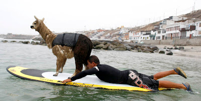 Alpaca Surfing