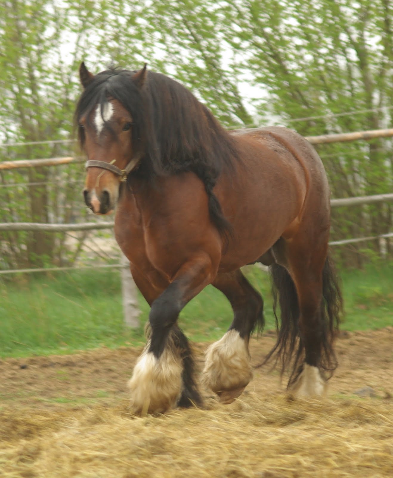 Tinker horse Beautiful horses Pinterest Gypsy, Horses and
