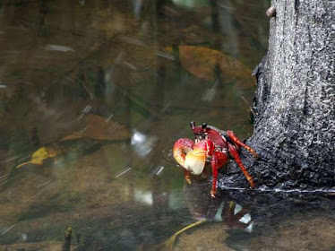 Vamos respeitar a natureza.