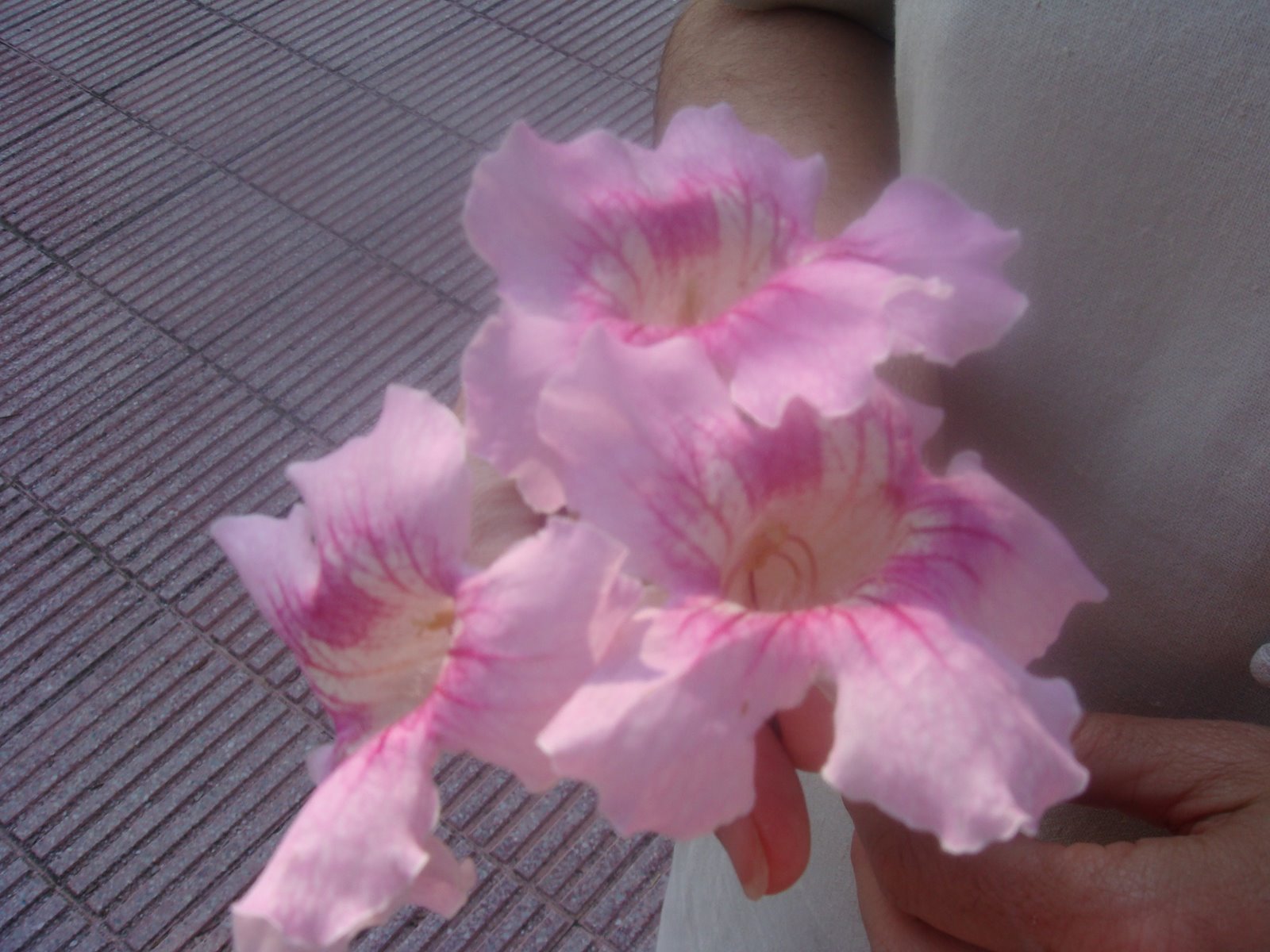 [DSC00208.JPG]