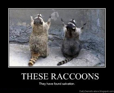 These Racoons Demotivational Poster