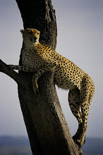 Cheetah in a Tree