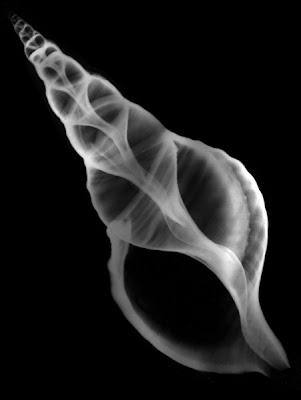 Shell Geometry