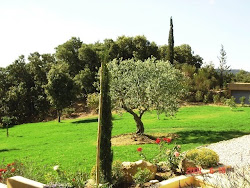 Our Olive Tree