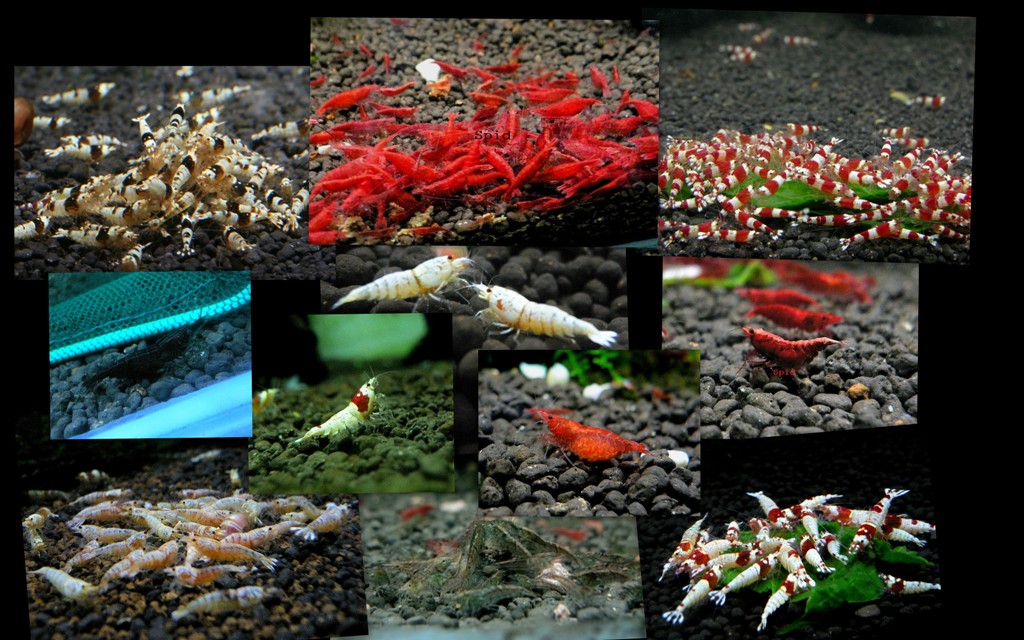 aquascape kl shrimp picture aqua gift shop aquascape kl shrimp picture aqua gift shop