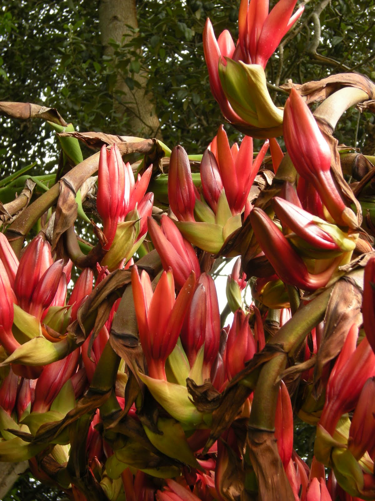 Back Valley seasons The Gymea Lily is flowering