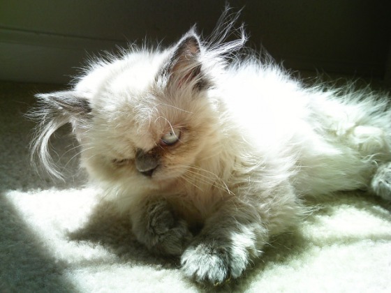 [grumpy+3.jpg]
