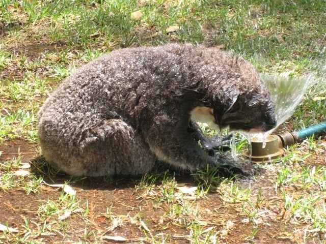 [koalas+2.JPG]