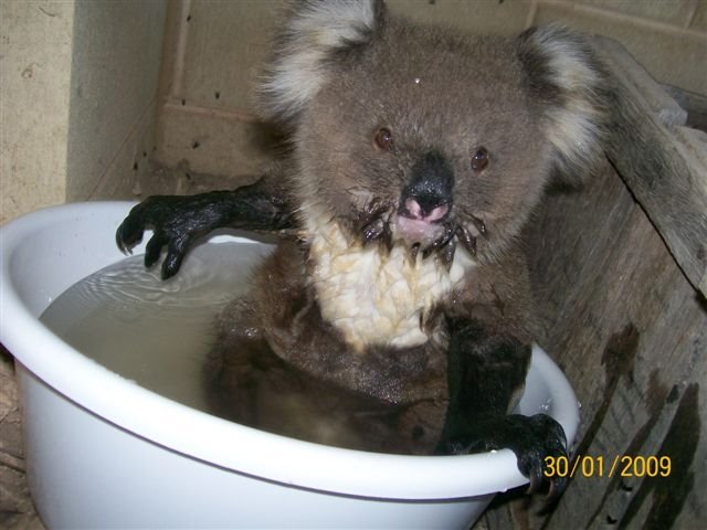 [koalas+16.JPG]