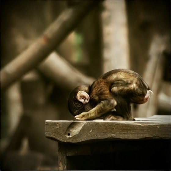[monkeybutt.jpg]