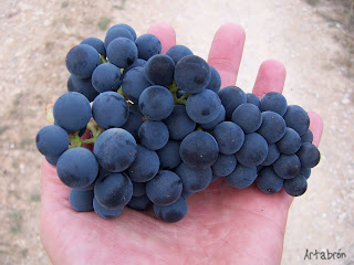 Racimo de uvas recién cortadas