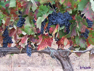 Las cepas están cargadas de uvas esperando la vendimia