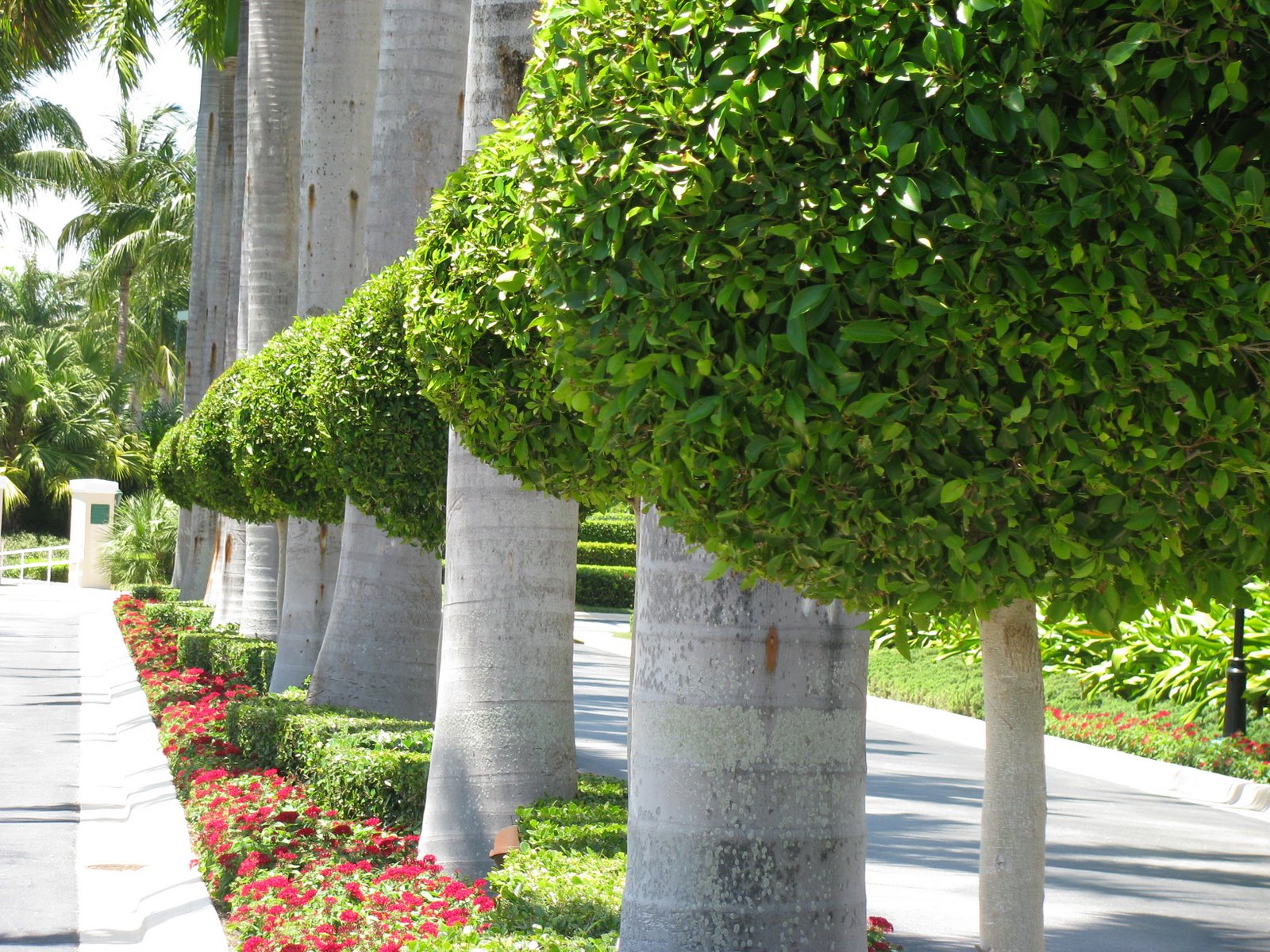 [Lollipop+Trees.jpg]