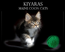 KIYARAS - Maine Coon Cattery