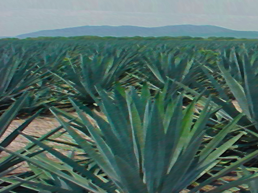 TEQUILA PIRAMIDE CULTIVO DE AGAVE 100 ORGANICO