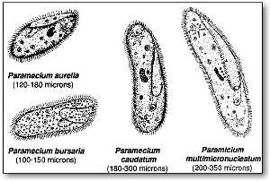 What Microscopic Organisms Are Found In Pond Water