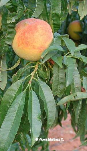 Infonya Sunflo Mengenal Keluarga Prunus Plum Peach Aprikot Ceri Dan Almon