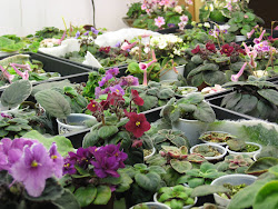 The African Violet Collection