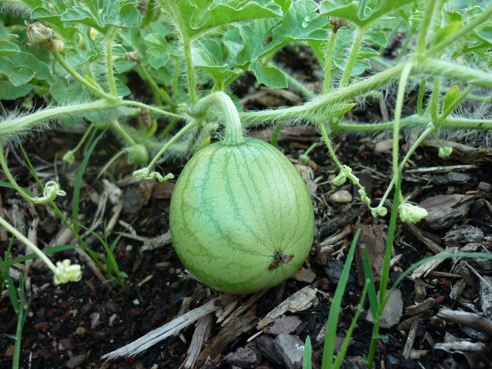 12813 Garden Photos 7/15/10