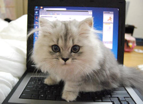 [catcomputer.jpg]