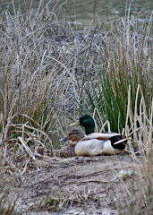 Mallard Couple in Marsh