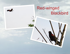 RED-WINGED BLACKBIRDS