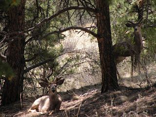 Mule Deer at Florissant Fossil Beds