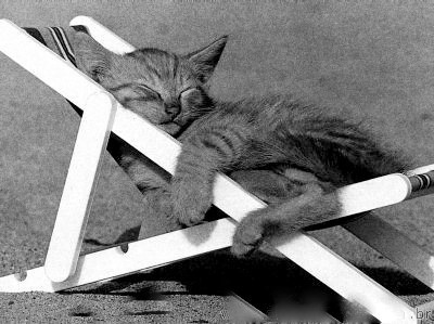 gato-descansando-21.jpg