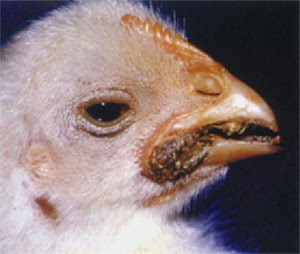 Image result for Micotoxicosis en gallinas