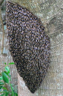 swarm of wild bees, Subic Bay, Philippines
