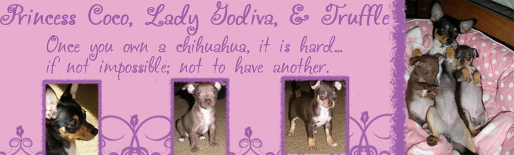 Coco The Princess, Lady Godiva & Truffle