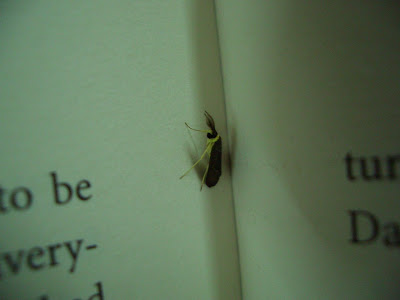 moth, lepidoptera, butterfly