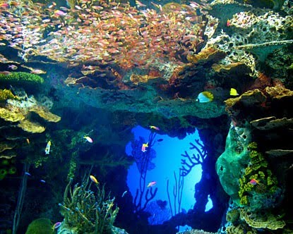 Acuario De Georgia