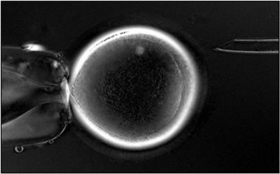 [RhesusCloneFoto.jpg]